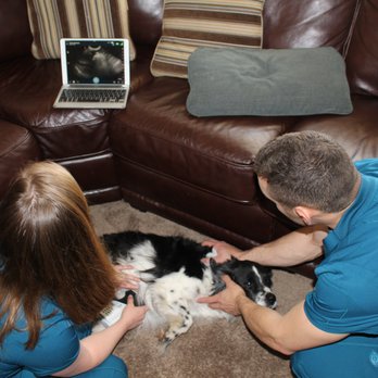Lucy's Veterinary Care - Ultrasound in home - Veterinarians Near Me
