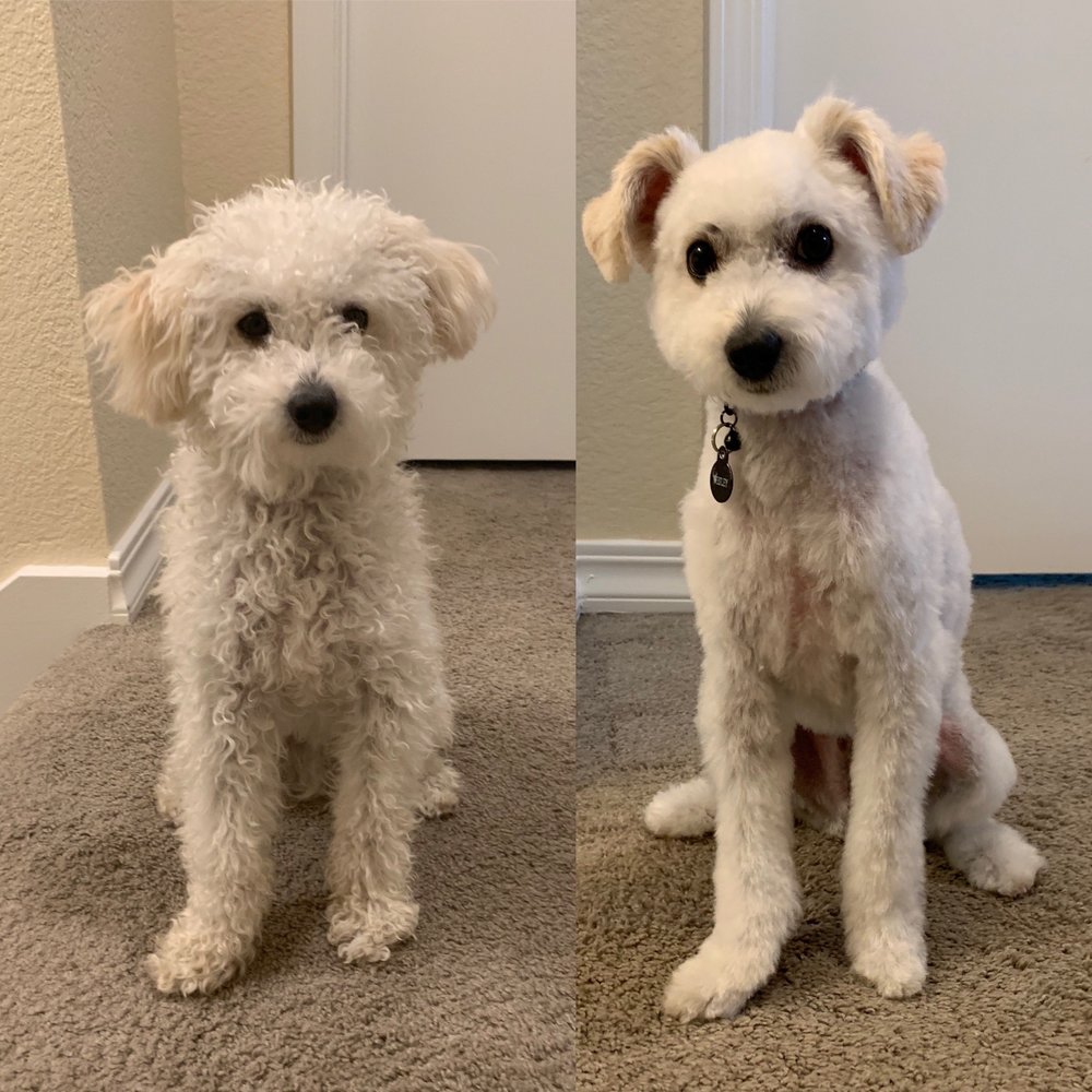 Before and after grooming. Before and after grooming.