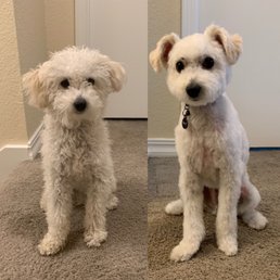 Before and after grooming.