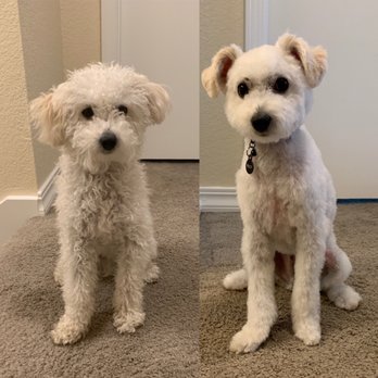 Lloyd's Paws & Claws Klassic Klips - Before and after grooming. - Pet Groomers Near Me