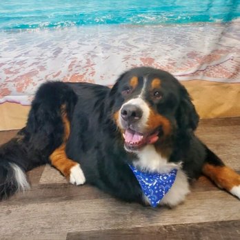 Pawsitively Purrfect Pet Spa - Pet Groomers Near Me - Mount Airy, Maryland