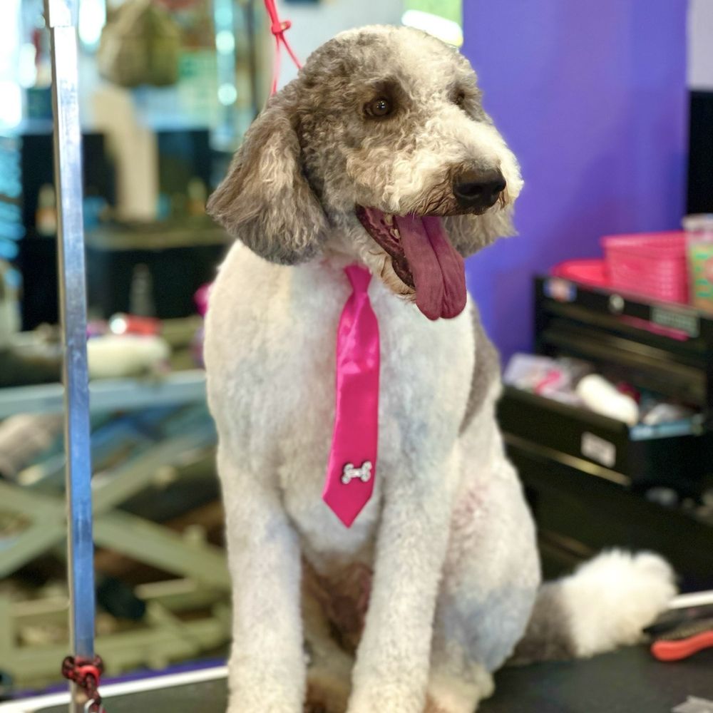 One Love Pet Parlor - Pet Groomers Near Me - Phoenix, Arizona One Love Pet Parlor - Pet Groomers Near Me - Phoenix, Arizona
