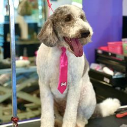 One Love Pet Parlor