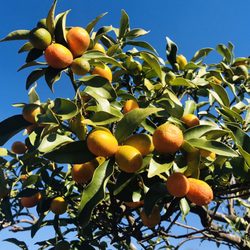 Kumquat Growers