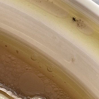 Lan Zhou Noodle - Bugs in the soup bowl - Chinese Near Me - Flushing, New York Lan Zhou Noodle - Bugs in the soup bowl - Chinese Near Me - Flushing, New York