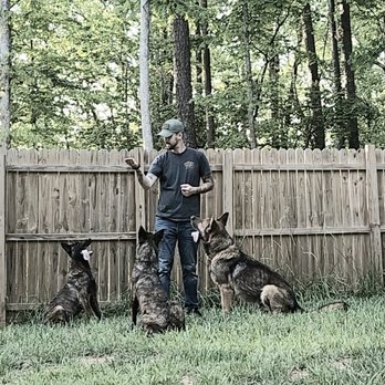 K9 Justice dog training - When sit means sit.. - Pet Training Near Me - Toccoa, Georgia K9 Justice dog training - When sit means sit.. - Pet Training Near Me - Toccoa, Georgia