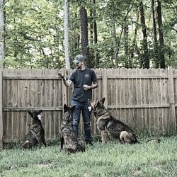 K9 Justice - When sit means sit..