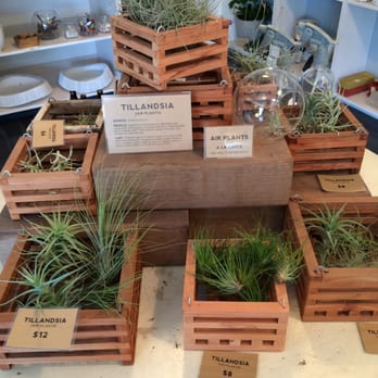 Paiko - Air plants - Florists Near Me - Honolulu, Hawaii