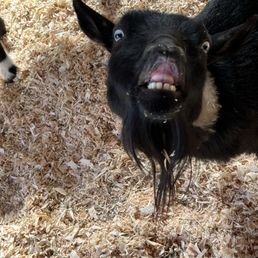 A slightly demon-possessed goat (not really, she was playing me) A slightly demon-possessed goat (not really, she was playing me)