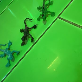 Tropical Isle - two lizards on a green tiled floor - Bars Near Me - New Orleans, Louisiana Tropical Isle - two lizards on a green tiled floor - Bars Near Me - New Orleans, Louisiana