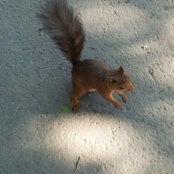 Skansen - Cute squirrel - Botanical Gardens Near Me - Stockholm, Alberta