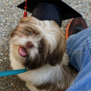 K9 Caring Angels Dog Training - Graduation Day! - Pet Training Near Me
