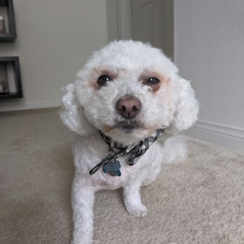 Happy Paws Grooming Nanairo - Pet Groomers Near Me - El Cajon, California