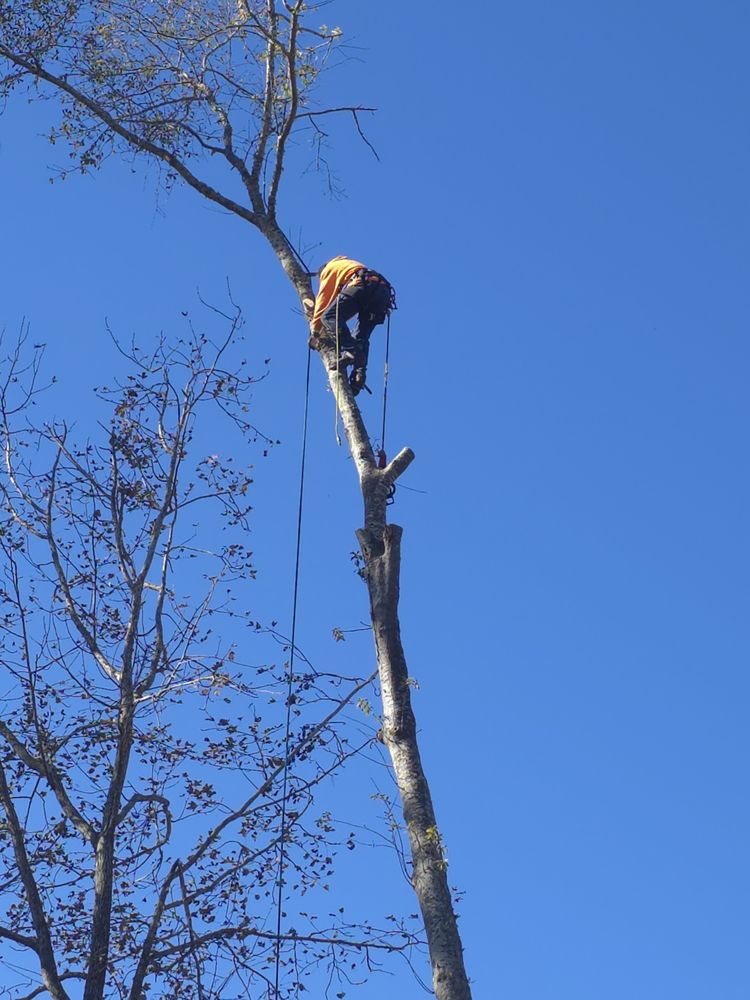 Slide of Pro Service Tree Service