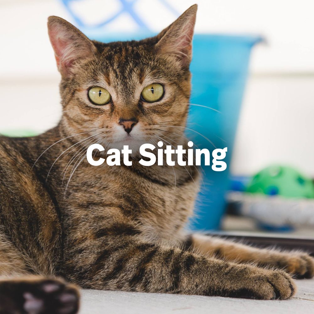 ATLANTIC PET SITTING Updated July 2024 354 Thistle Ln, Myrtle Beach