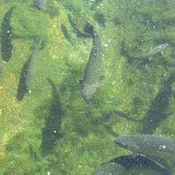 Red River Fish Hatchery