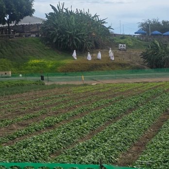 Tanaka Farms - Veggie field - CSA Near Me - Irvine, California Tanaka Farms - Veggie field - CSA Near Me - Irvine, California