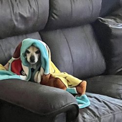Wonder Dog Ranch - Little one snuggles in the Dog's Life LIving Room.