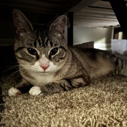 Cherokee County Animal Shelter - Lovey the sweet cat