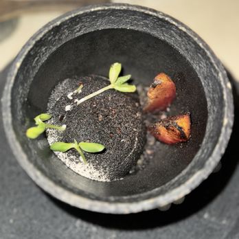 Meteora - Job's tears with habanero ash and stonefruit - New American Near Me - Los Angeles, California Meteora - Job's tears with habanero ash and stonefruit - New American Near Me - Los Angeles, California