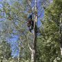 Photo of Empire Tree Service