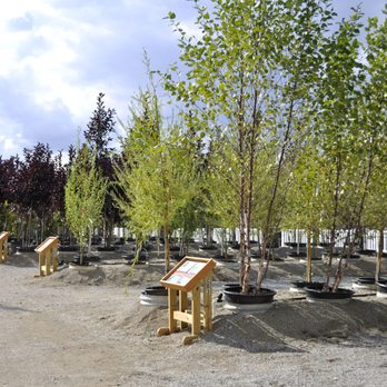 Natorp's Nursery Outlet - 200 Kinds of Trees are grown on Natorp's Nursery - Nurseries & Gardening Near Me - Cincinnati, Ohio Natorp's Nursery Outlet - 200 Kinds of Trees are grown on Natorp's Nursery - Nurseries & Gardening Near Me - Cincinnati, Ohio