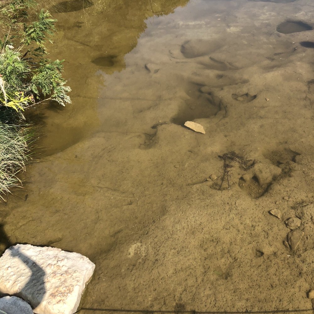 Dinosaur Valley State Park - Parks Near Me - Glen Rose, Texas