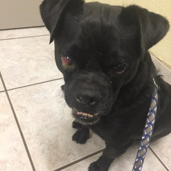 Eye Care for Animals - Avondale - Veterinarians Near Me - Avondale, Arizona