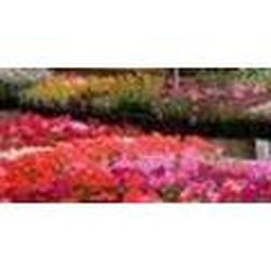Springtime Garden Center