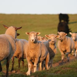 Stemple Creek Ranch
