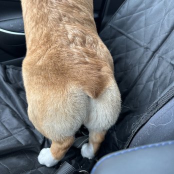 Fluff and Puff Dog Wash - Trimmed Corgi Butt - Pet Groomers Near Me - San Mateo, California Fluff and Puff Dog Wash - Trimmed Corgi Butt - Pet Groomers Near Me - San Mateo, California