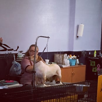 All Creatures Pet Grooming - Twinkie is such a good girl on the groomer's table. - Pet Groomers Near Me - Orlando, Florida