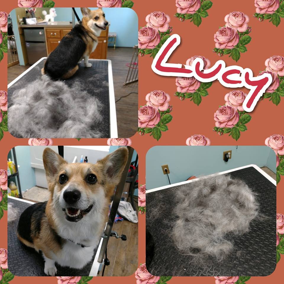 ONCE UPON A POOCH GROOMING Updated October 2024 11 Photos 21063