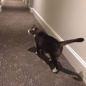 Just 4 Cats - Pet Sitting Near Me
