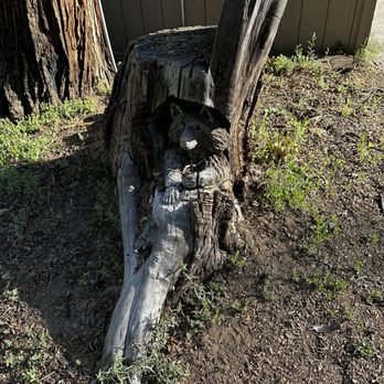 Mountain Tripper Cafe & Tea House - Cute raccoon carving outside the coffee shop! - Coffee & Tea Near Me - Shaver Lake, California Mountain Tripper Cafe & Tea House - Cute raccoon carving outside the coffee shop! - Coffee & Tea Near Me - Shaver Lake, California