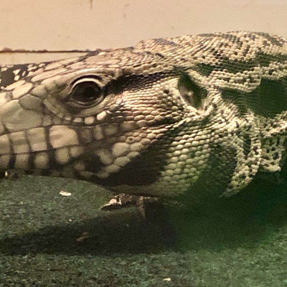 Luray Zoo - Zoos Near Me - Luray, Virginia