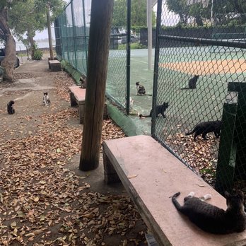 Save a Gato - Kitties - Animal Shelters Near Me - San Juan, Puerto Rico Save a Gato - Kitties - Animal Shelters Near Me - San Juan, Puerto Rico