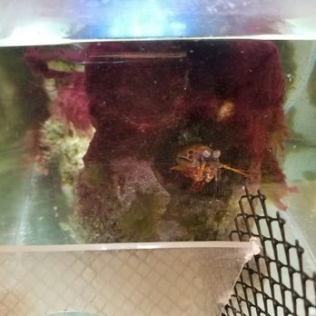 Children's Science Center - Peakcock Mantis Shrimp - Museums Near Me - Fairfax, Virginia
