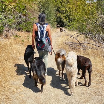 Coop N’ Friends - Dog Walkers Near Me - Madera, California