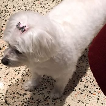 Dog's Best Friend - Ready for my closeup - Pet Groomers Near Me - North Miami, Florida