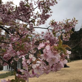 Japan Deluxe Tours - Cherry blossoms - Travel Services Near Me - Torrance, California Japan Deluxe Tours - Cherry blossoms - Travel Services Near Me - Torrance, California