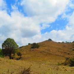 El Cacique