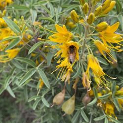 Hahamongna Native Plant Nursery - Bee pollinating Bladder Pod bush