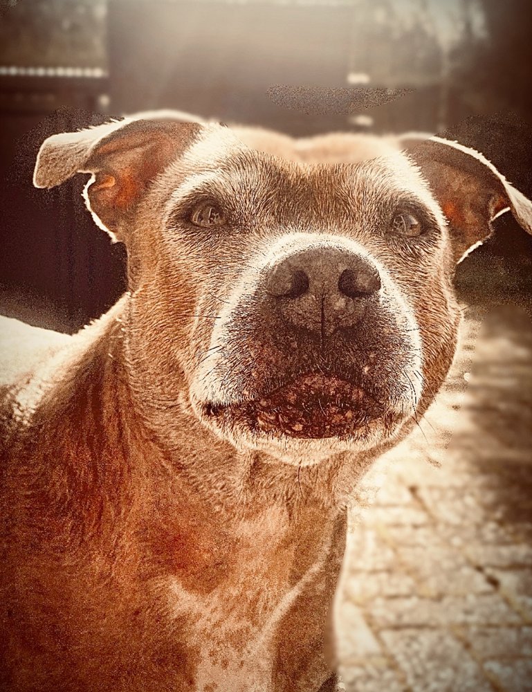 SPRINGFIELD VETERINARY HOSPITAL - Updated May 2024 - 39 Moorgate Road ...