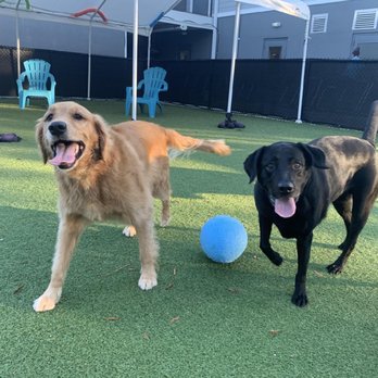 Harmony Animal Hospital - Time to play ball!! Plenty of toys and people to throw the ball got you at Harmony!! - Veterinarians Near Me - Apex, North Carolina
