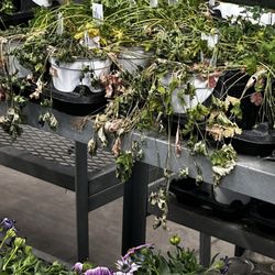 Tractor Supply - Wilted plants