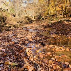 Chief Logan State Park - Small creek along trail