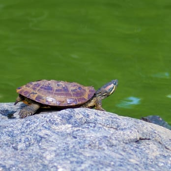 Central Park Conservancy - Turtle!!! - Parks Near Me - New York, New York Central Park Conservancy - Turtle!!! - Parks Near Me - New York, New York