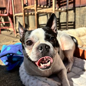 APA - Brentwood - stray Boston terrier - Animal Shelters Near Me - Saint Louis, Missouri APA - Brentwood - stray Boston terrier - Animal Shelters Near Me - Saint Louis, Missouri