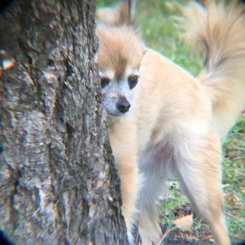 sarah's pet care and services